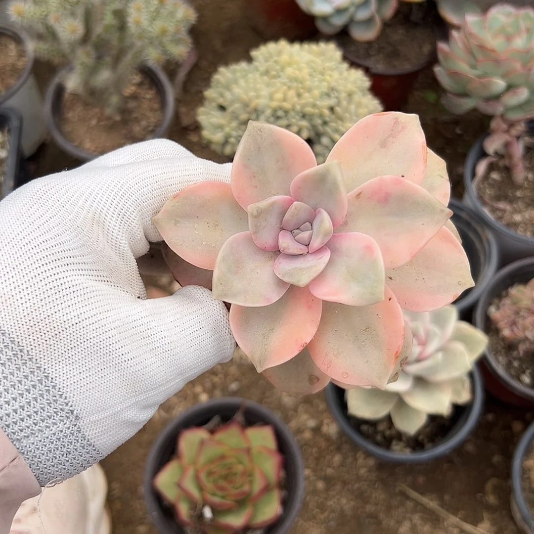 多肉植物单头紫乐锦