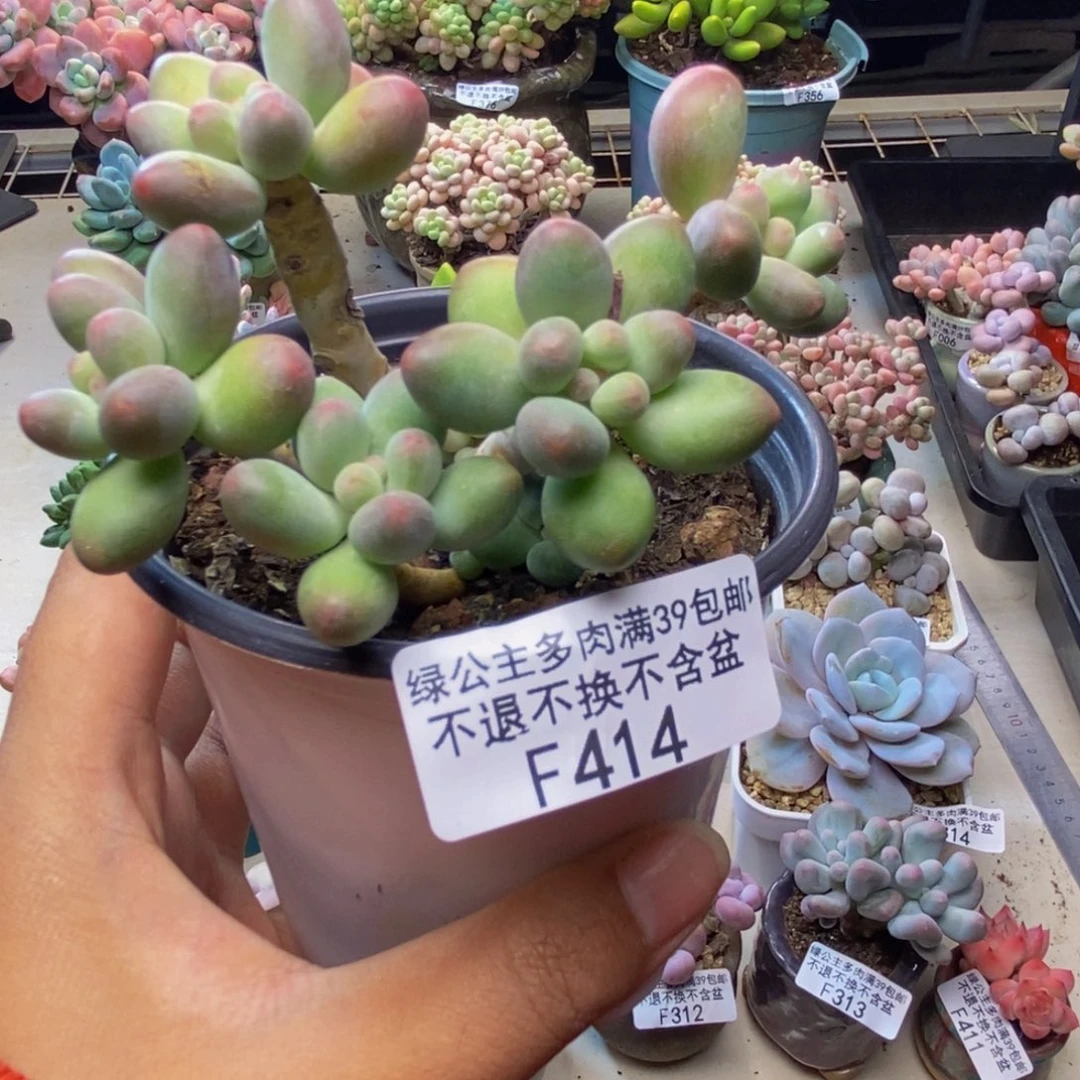 414苹果奶多肉7c m