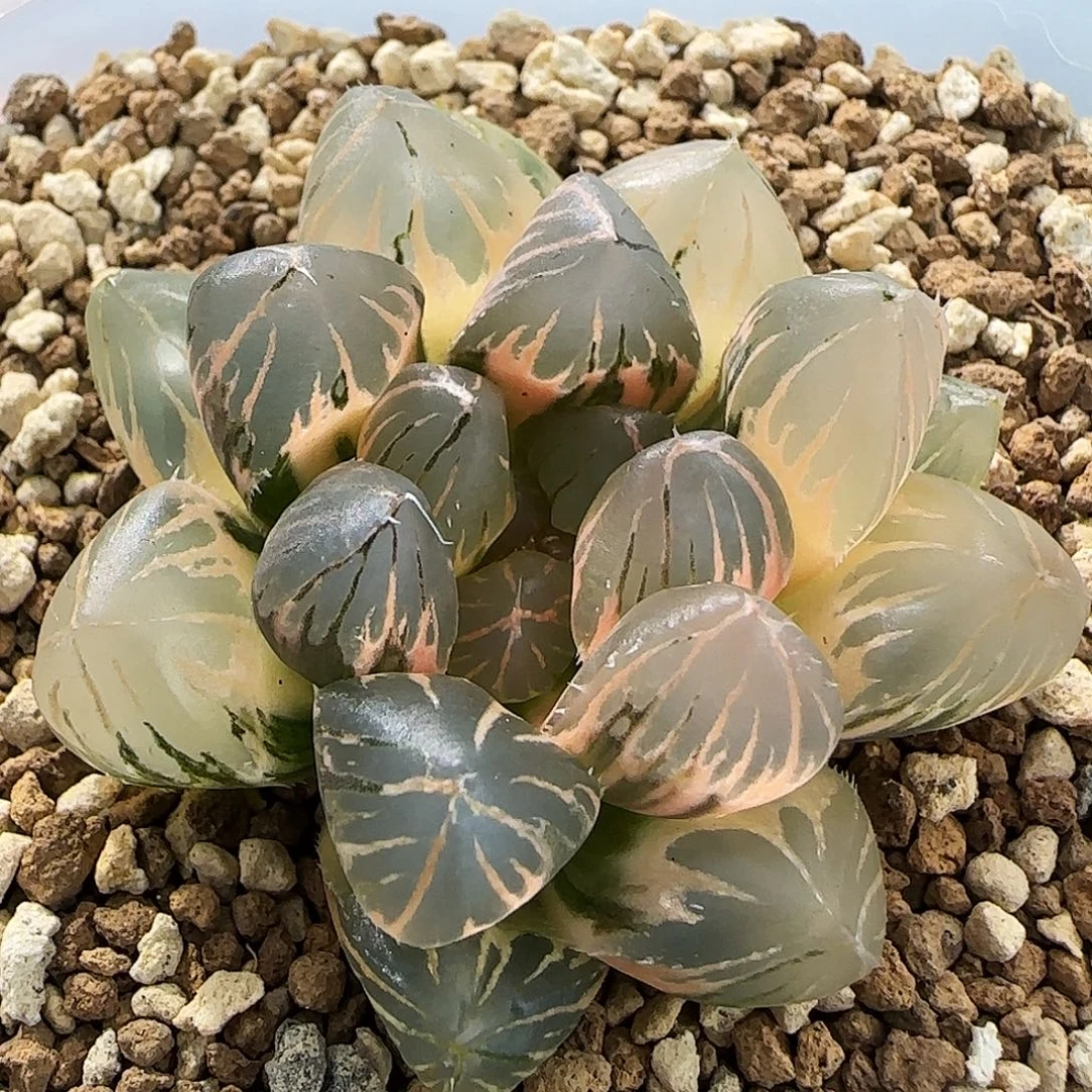 284号OM玉露锦一物一拍带盆土