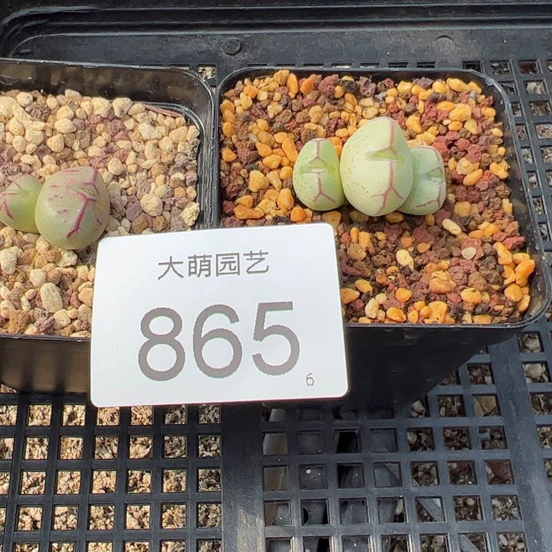 ?***0000865一物一拍脱土发2颗