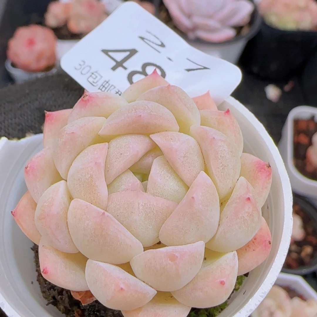 白桃汽水单头一颗