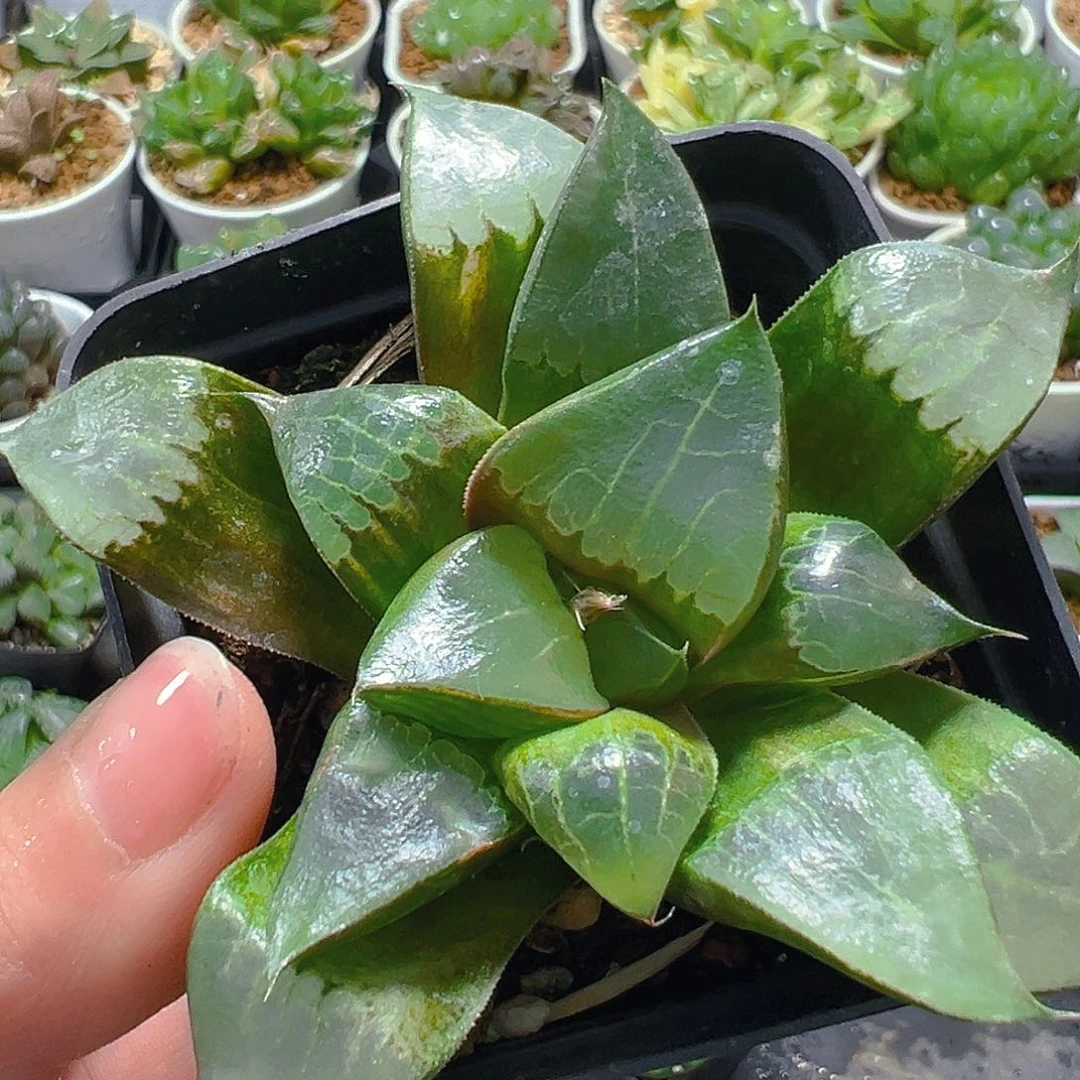 龙禧克玉露多肉植物一颗