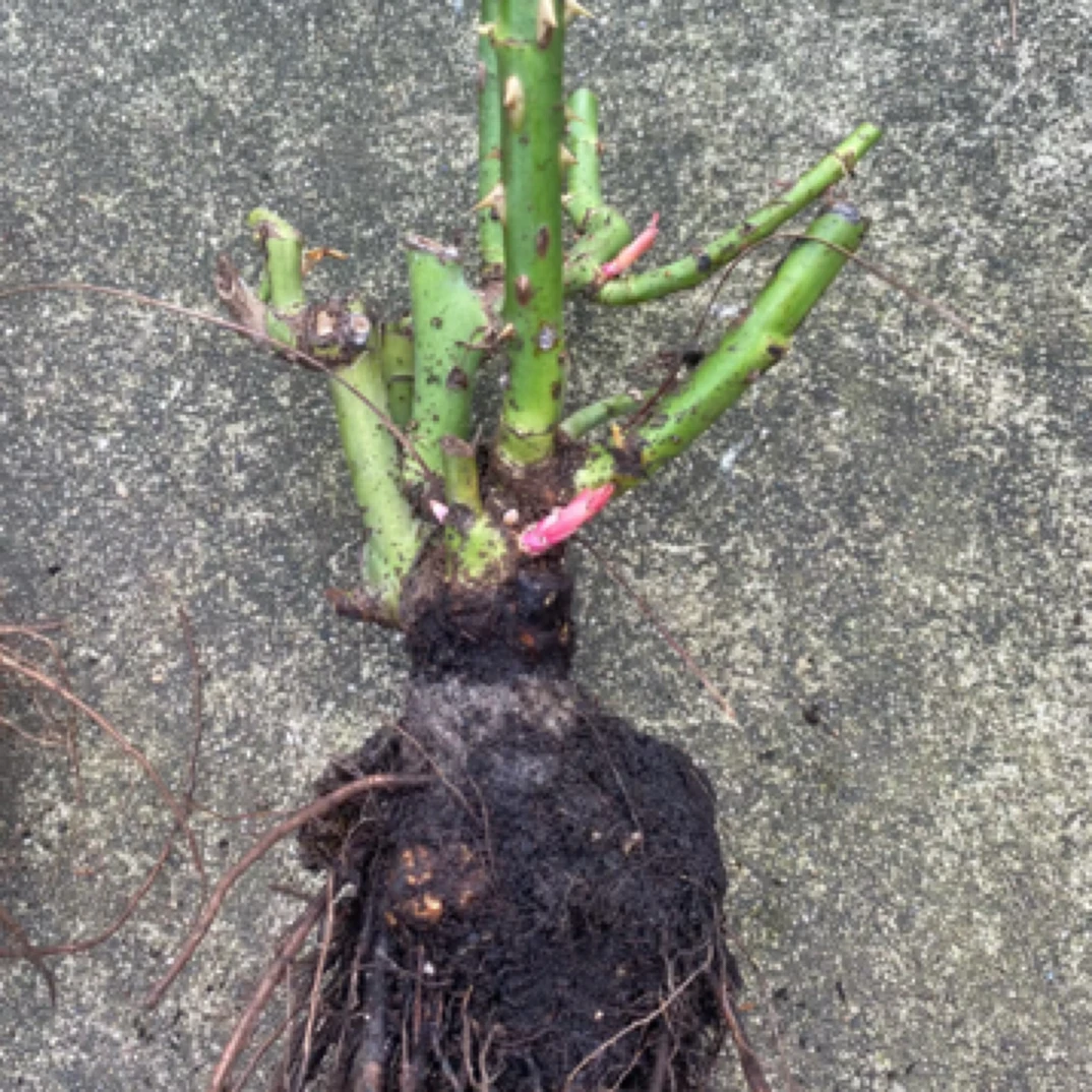 云南老桩1500棵带梗发货