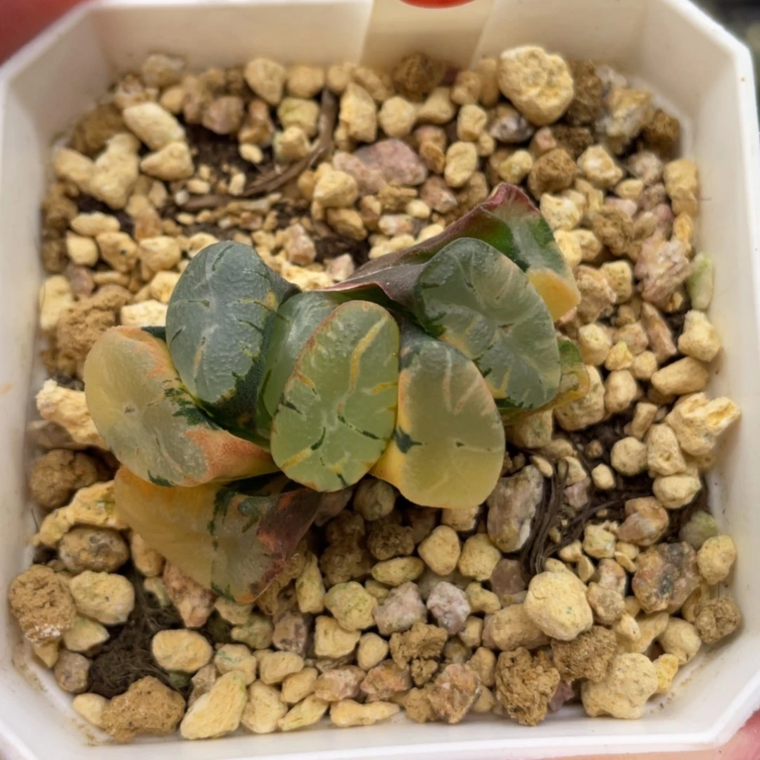 小蔡的菜园104大紫锦