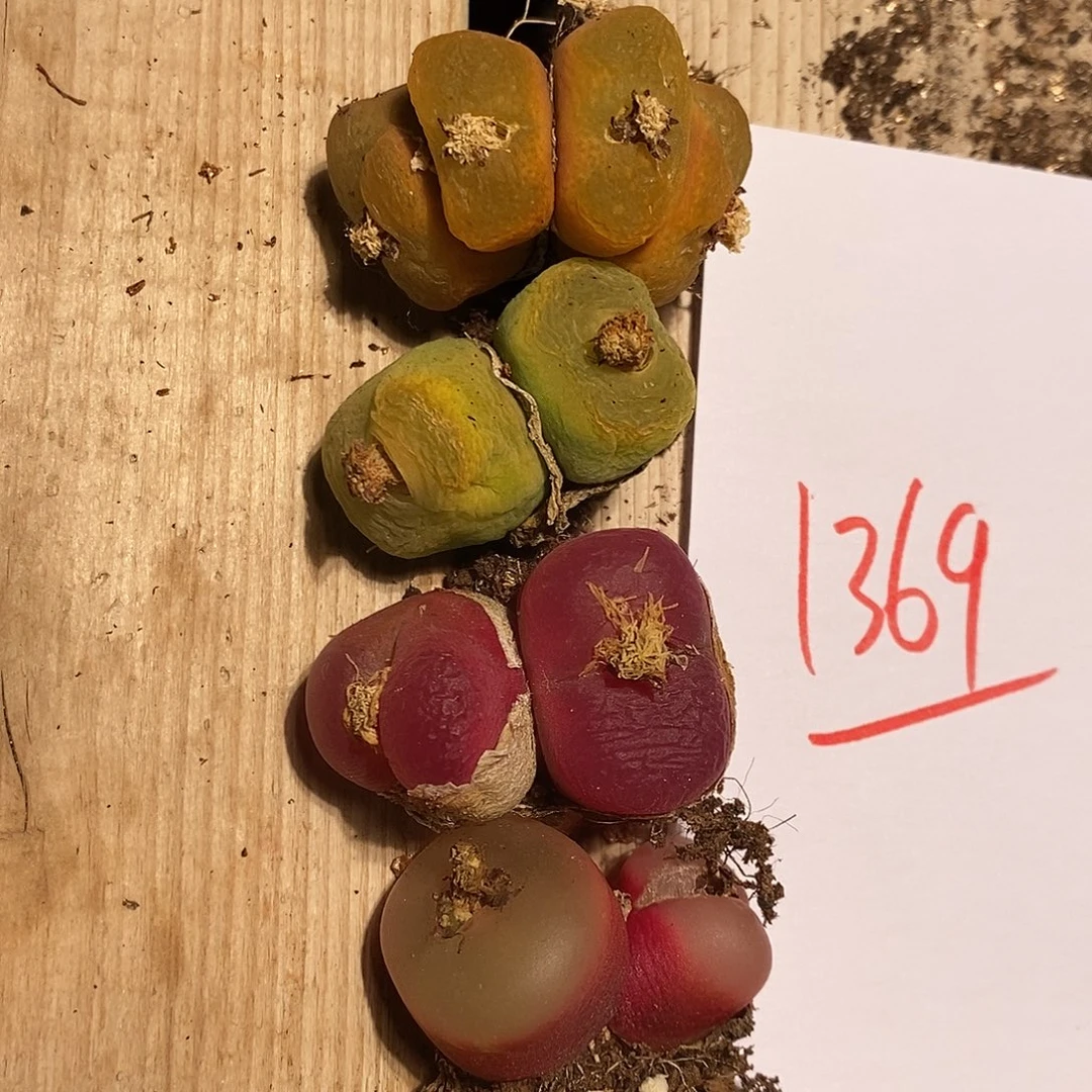 1369。  一组。 一组。