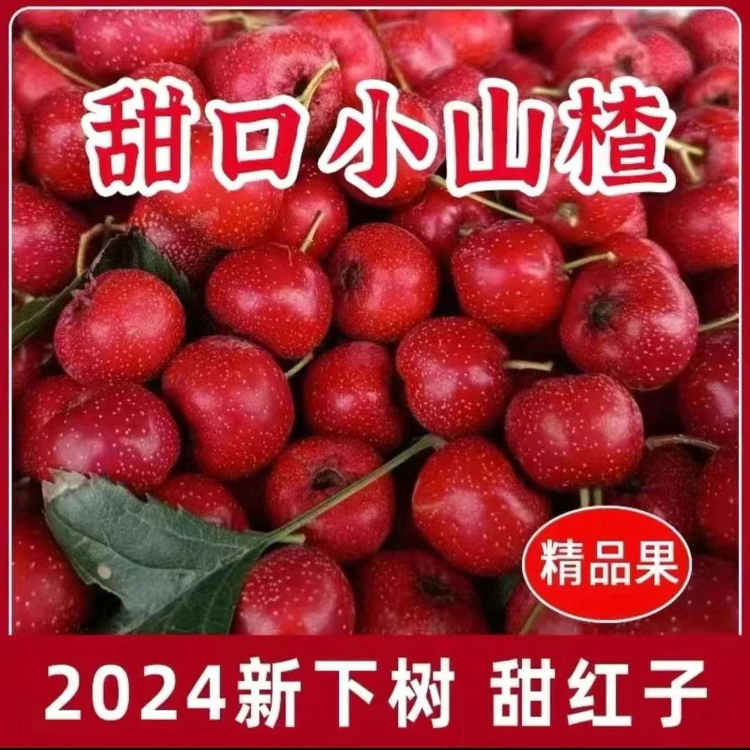 山东甜山楂山里红4斤山楂，8分甜2分酸，个头不大，介意勿拍！