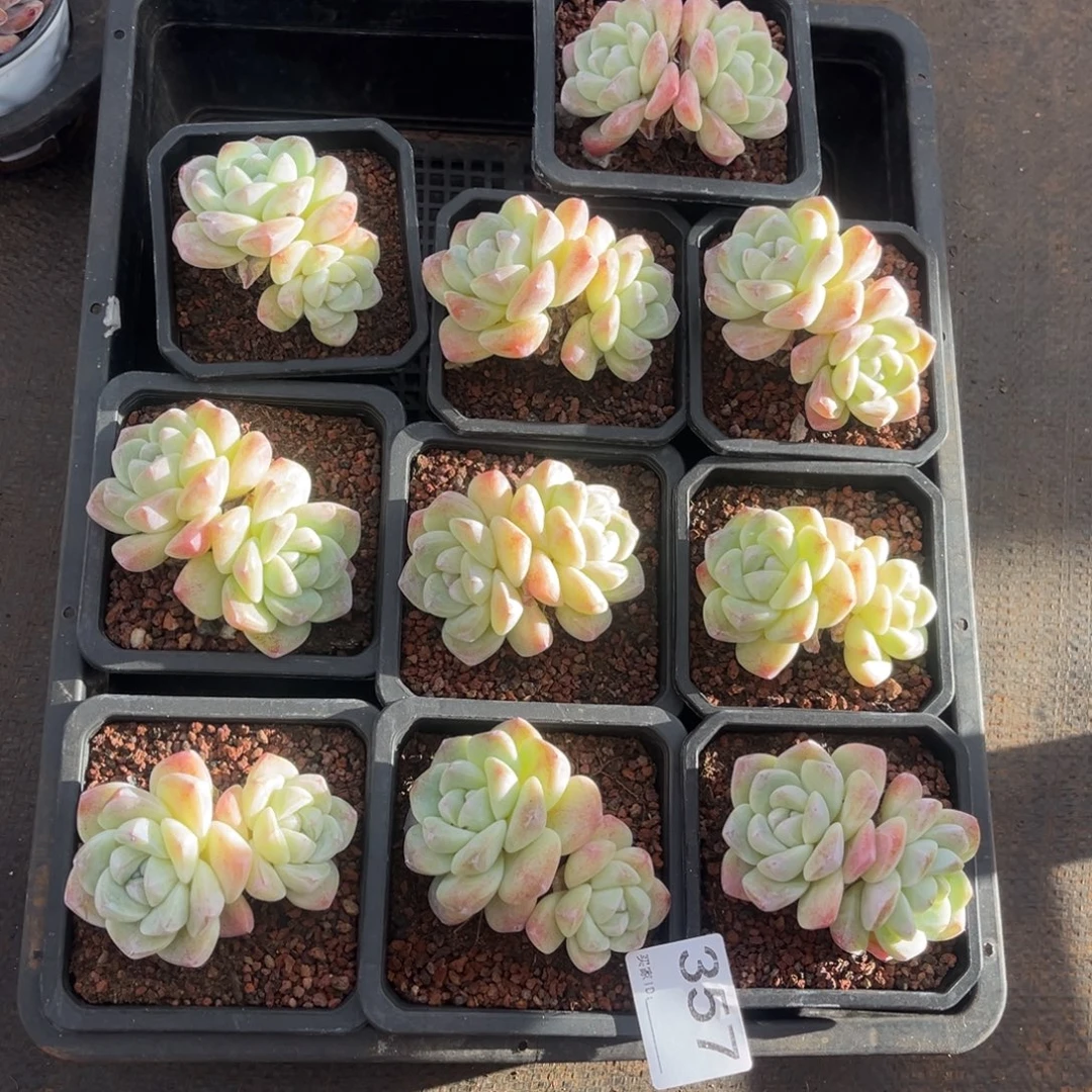 357号新疆西藏内蒙古不包邮的