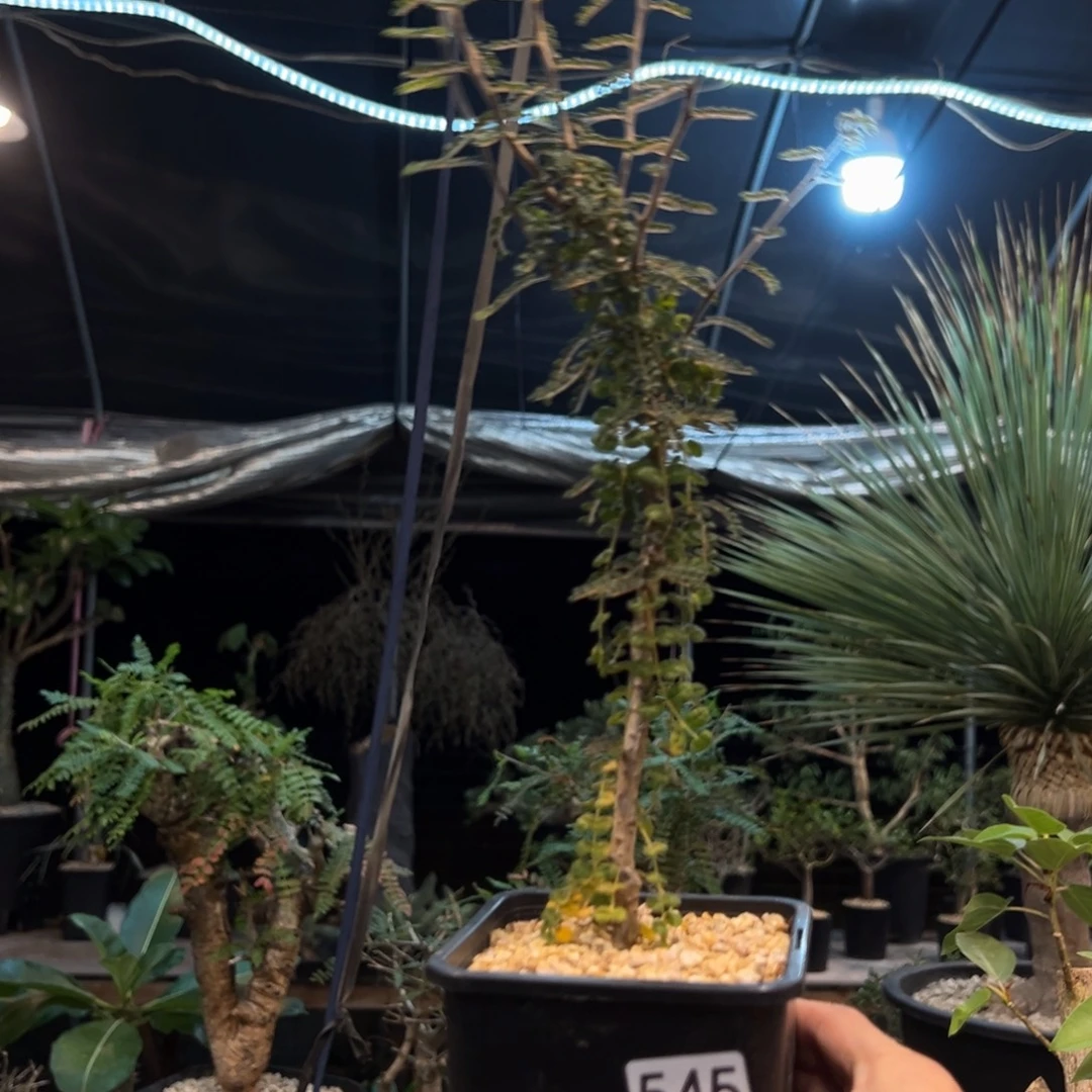 物***更545泡泡橄榄带盆发货