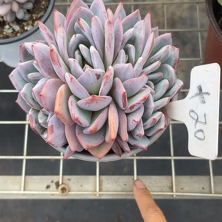 两单包邮，一物一拍20嫦娥杂交