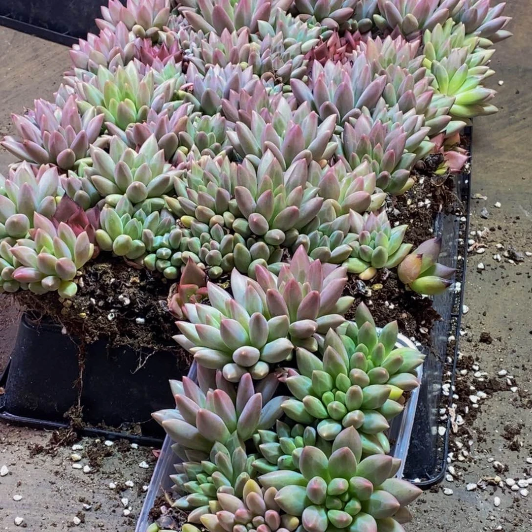 501多肉植物量拍一盒保底12颗