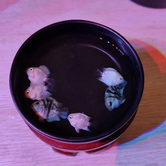 短鲷鱼桃心迷你鹦鹉2个月亚成