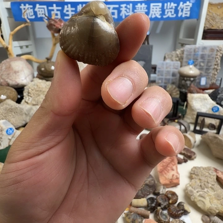 有机玻璃家居标本家居摆件