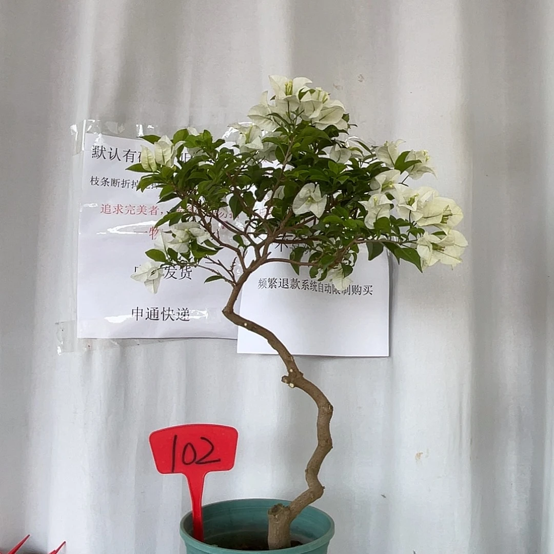 当前无花栽培后可以开花102白雪公主桩，缺肥