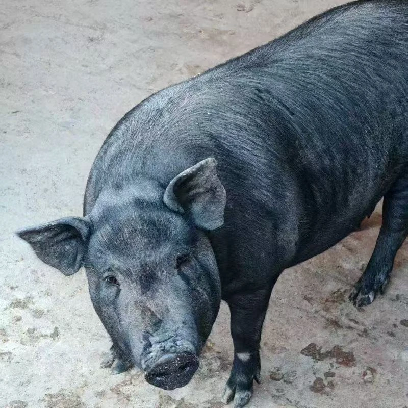 【直播称重】农户散养黑猪肉土猪肉 新鲜现宰 不支持退货