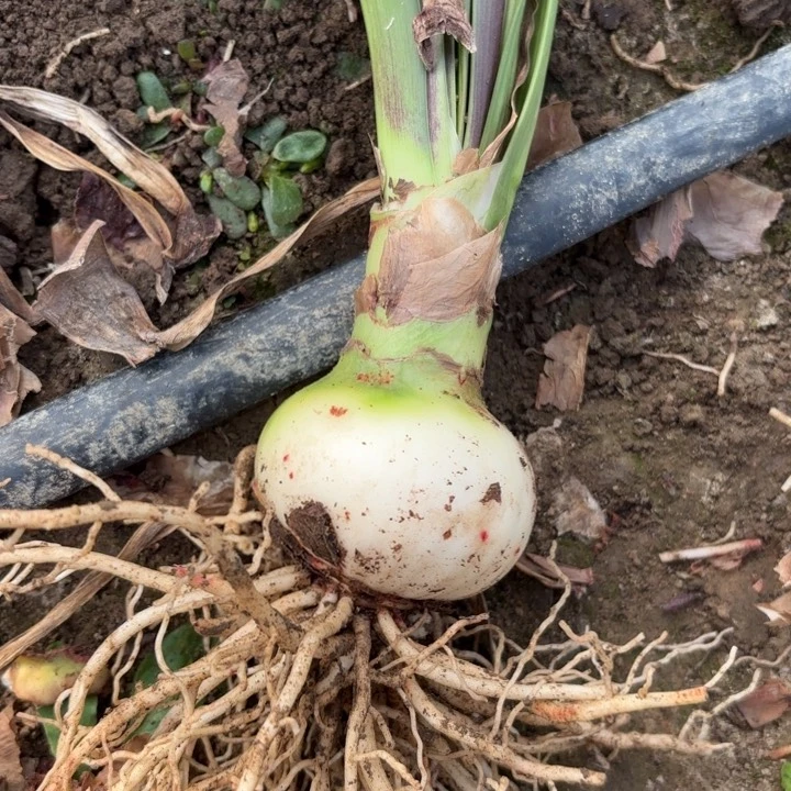 无花朵美***<单瓣黑天鹅包对版5687