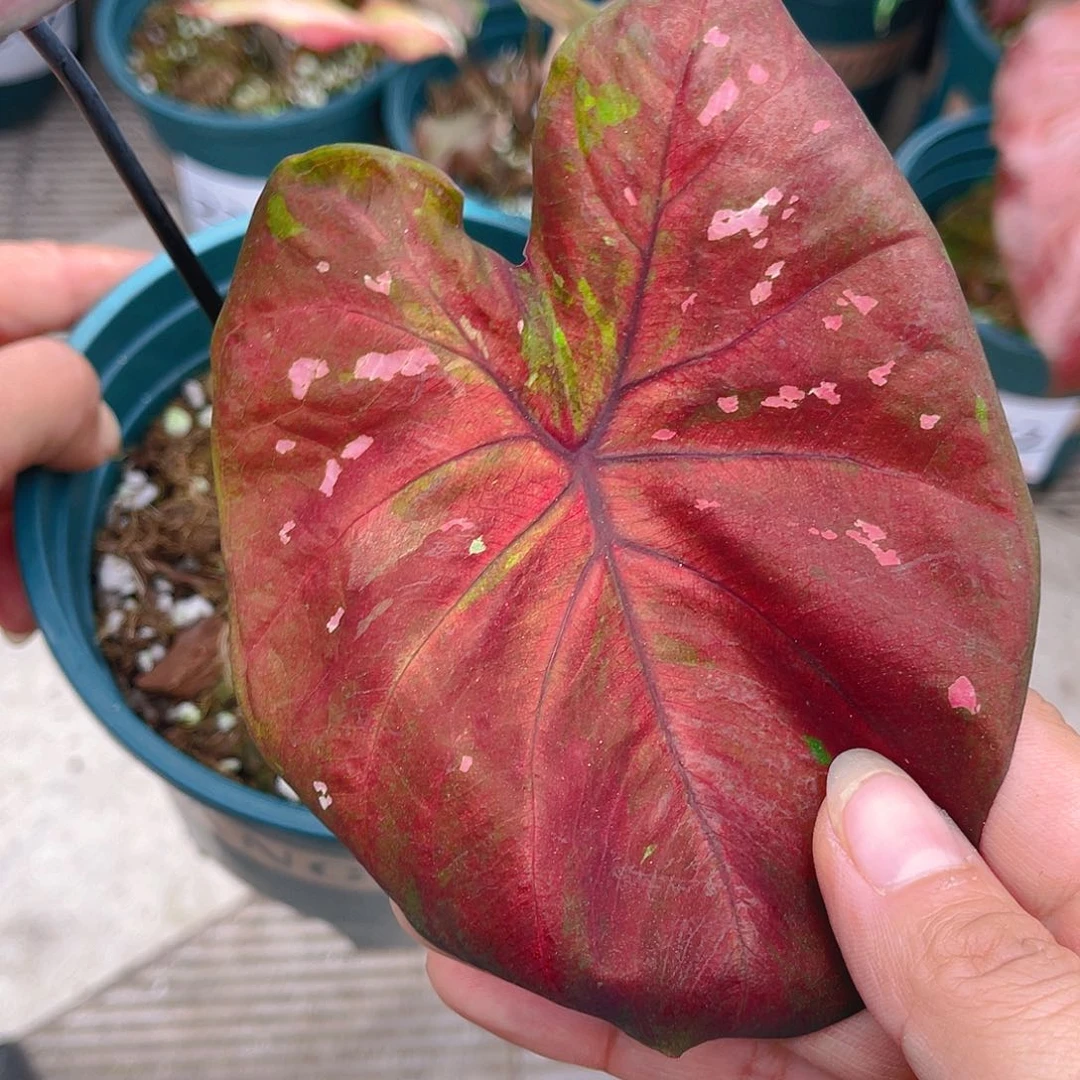 完全开放泰彩一物一拍 2422