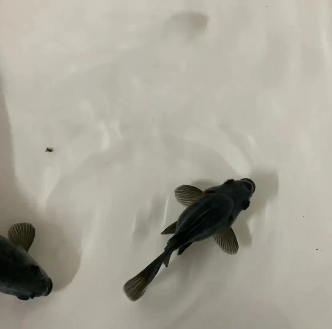 精品桃心墨蝶球体墨黑观赏鱼好养皮实大鳍大尾多遍精挑