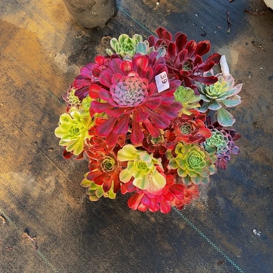 全部花朵施*嫁接法师的方法补差39