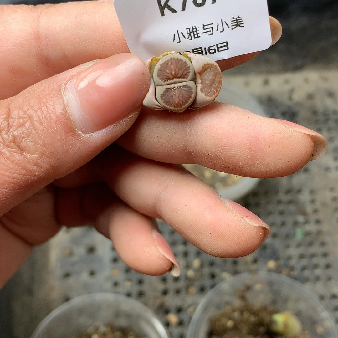 K767多肉植物保护
