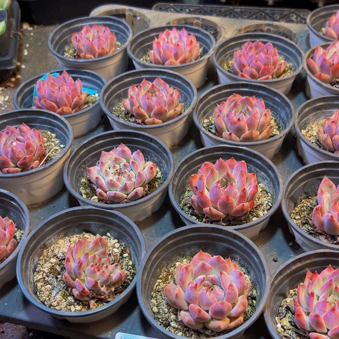 777多肉植物的生长发育