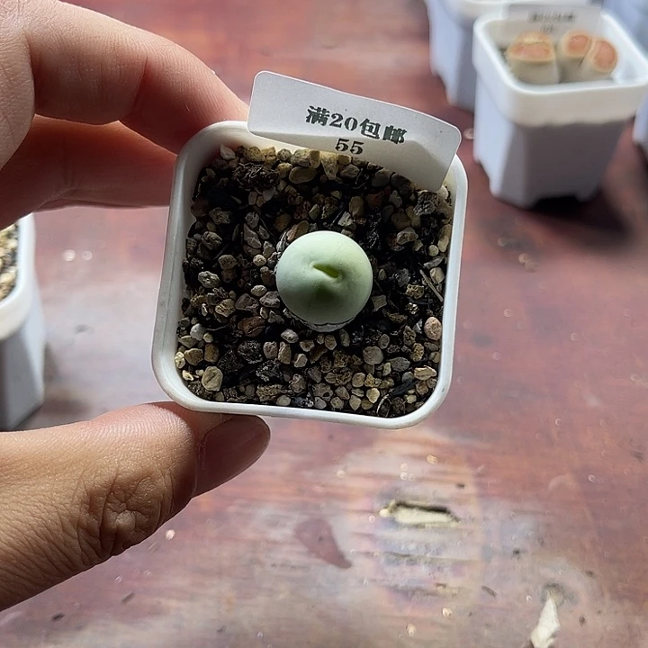 无花朵55、鸽子蛋1.5、、、