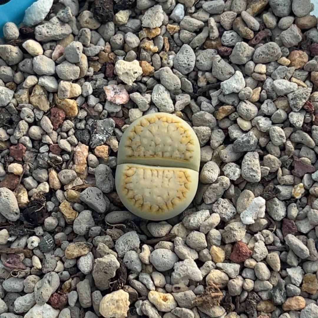 6899金边黄绿饼干一颗