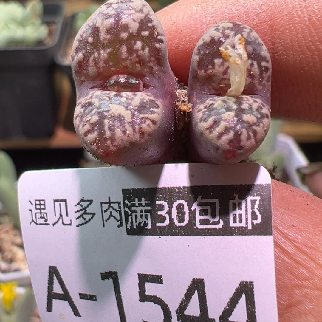 多肉植物11111111111