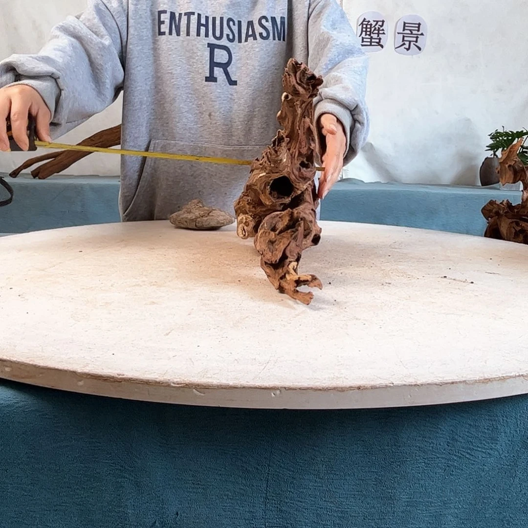 沉木造景寄居蟹造景