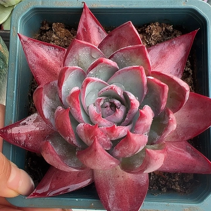 惊鸿惊鸿惊鸿 量拍。叶展11默认裸根发货