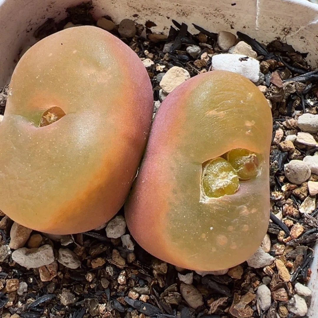 母本红宝石多肉植物百科