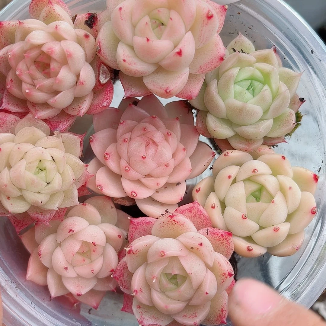 1-427 新疆西藏内蒙不发12.8包邮2-3公分