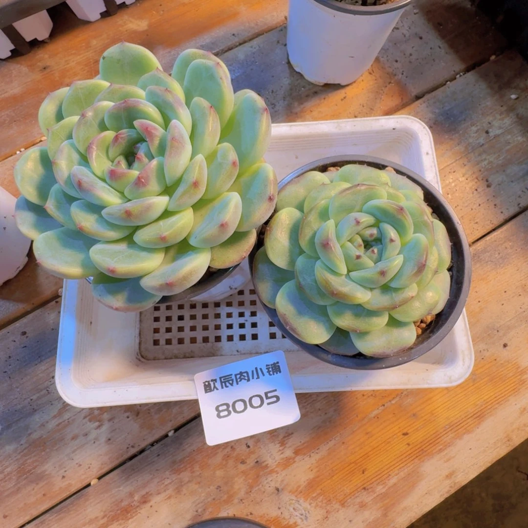 芒***朵多肉植物胭脂珍妮8005