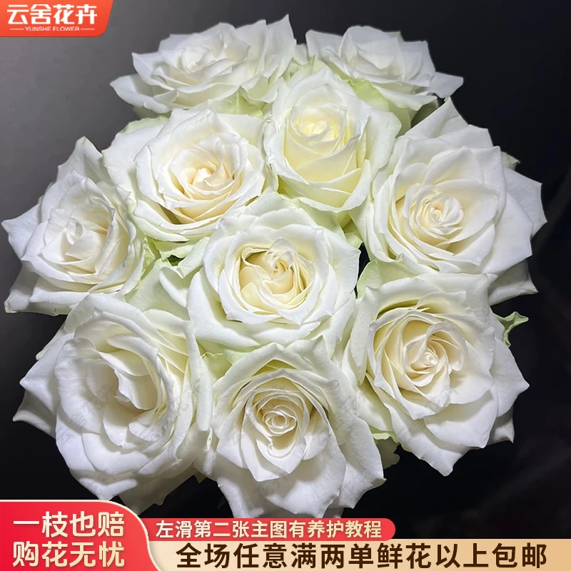 【方德中小型花苞】【荷冠】【雅典娜】单头玫瑰【不保水】