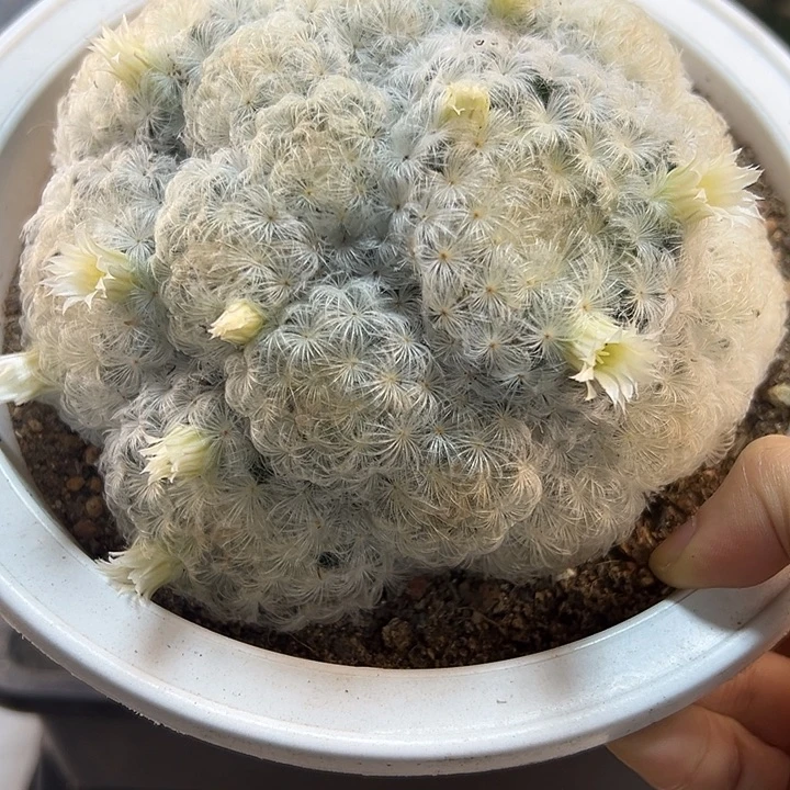 实生鹤丽羽白星13公分