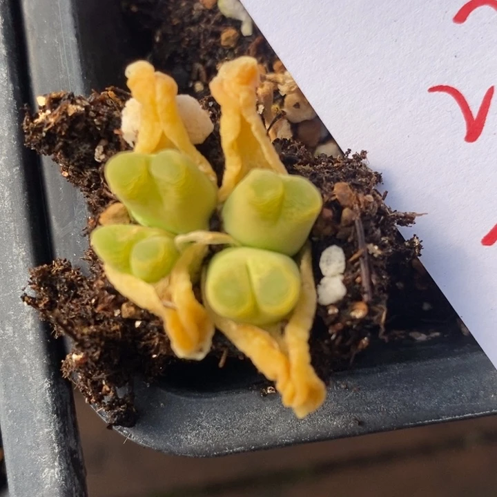 2325蜡笔小新一颗