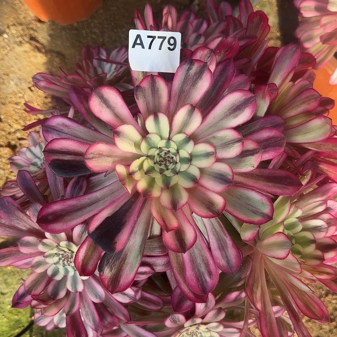 多肉植物十里红妆779