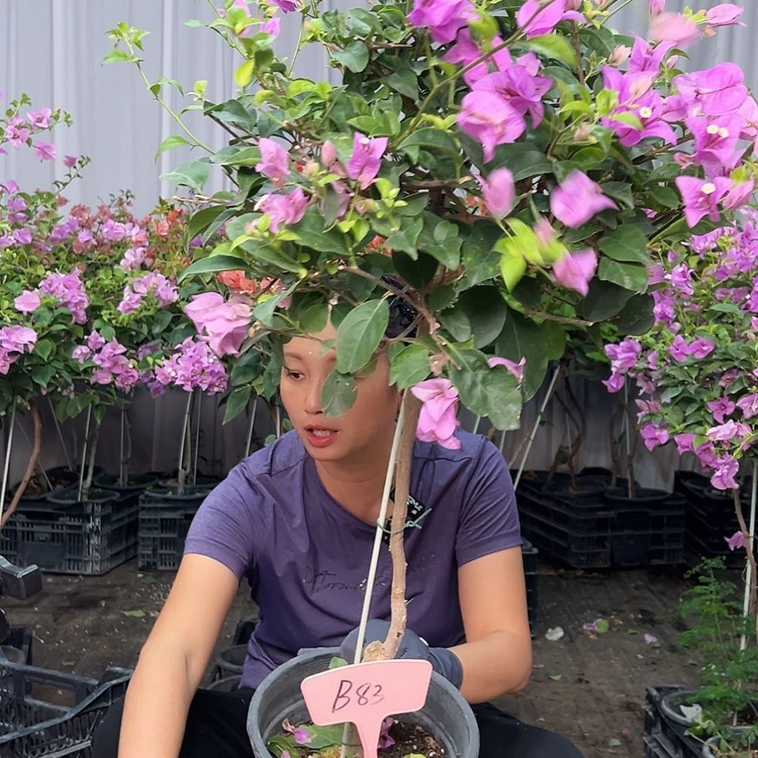 平***I当前无花栽培后可以开花B83雪紫