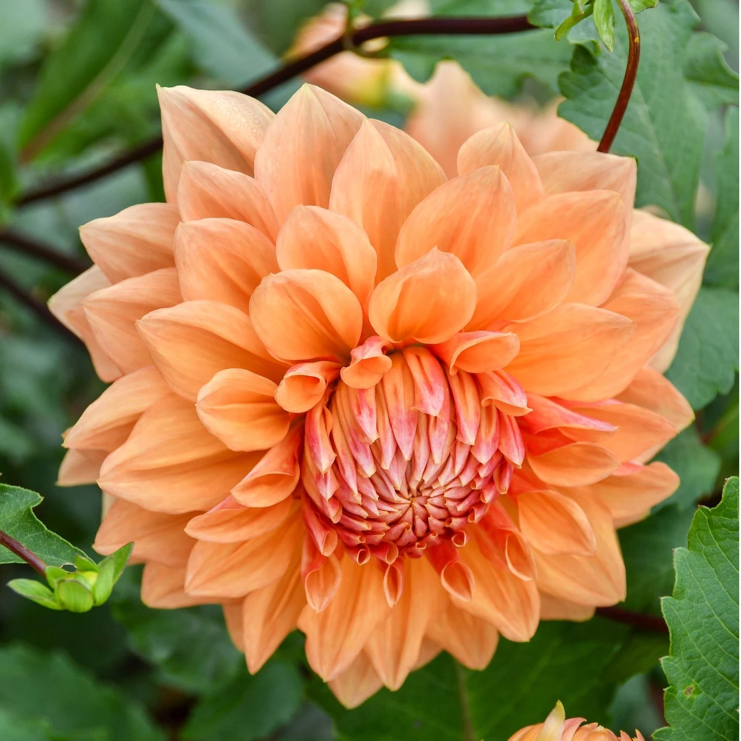 【休斯顿25cm】大丽花整株种球【地栽·盆栽·包对版·假一罚十】