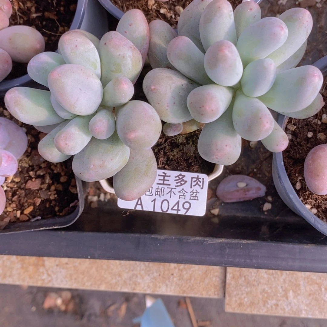 米可8cm1049多肉植物