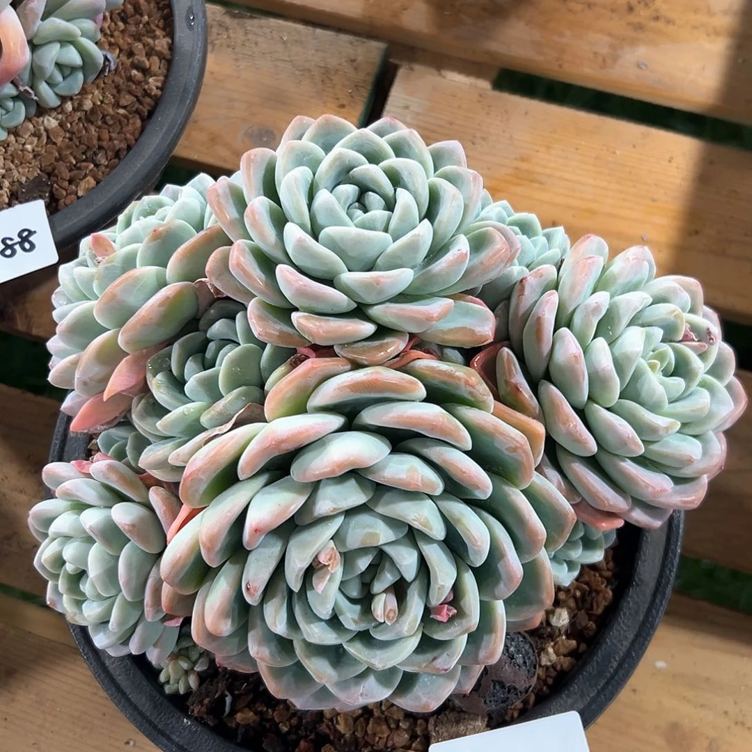 213-91冰玉多头多肉