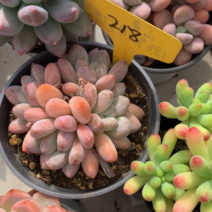 多替坠物62737377373