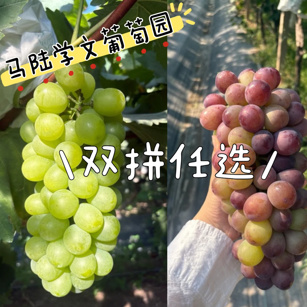 马陆学文葡萄园 奶油夏黑巨峰玫瑰 双拼任选三斤装 新鲜采摘