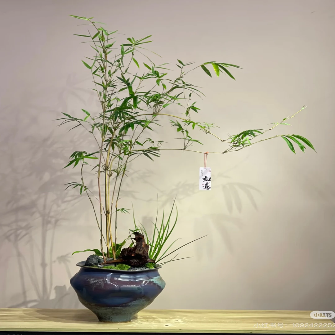 一物一拍  小叶勒竹 红观音竹 内门竹 三角梅盆景 直播询价