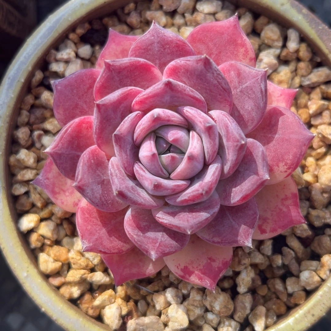 红拉糖精控多肉一物一拍