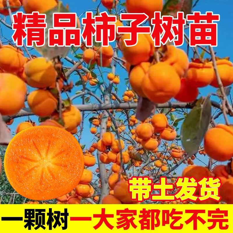 脆甜柿子树苗无核不涩柿子苗摘下可以直接吃的南北方都可以栽种