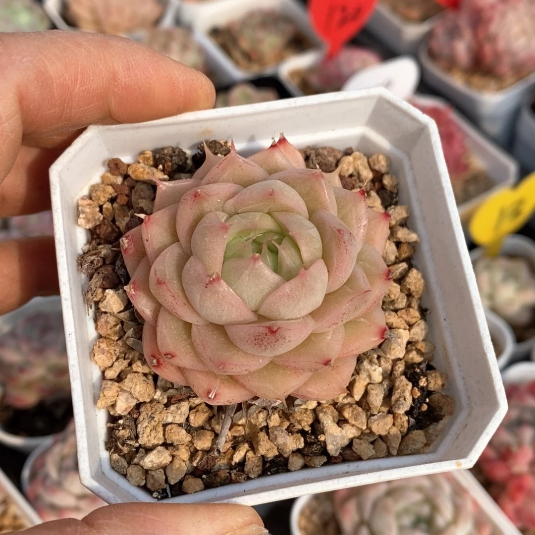 糟品多肉一物一拍不包整56