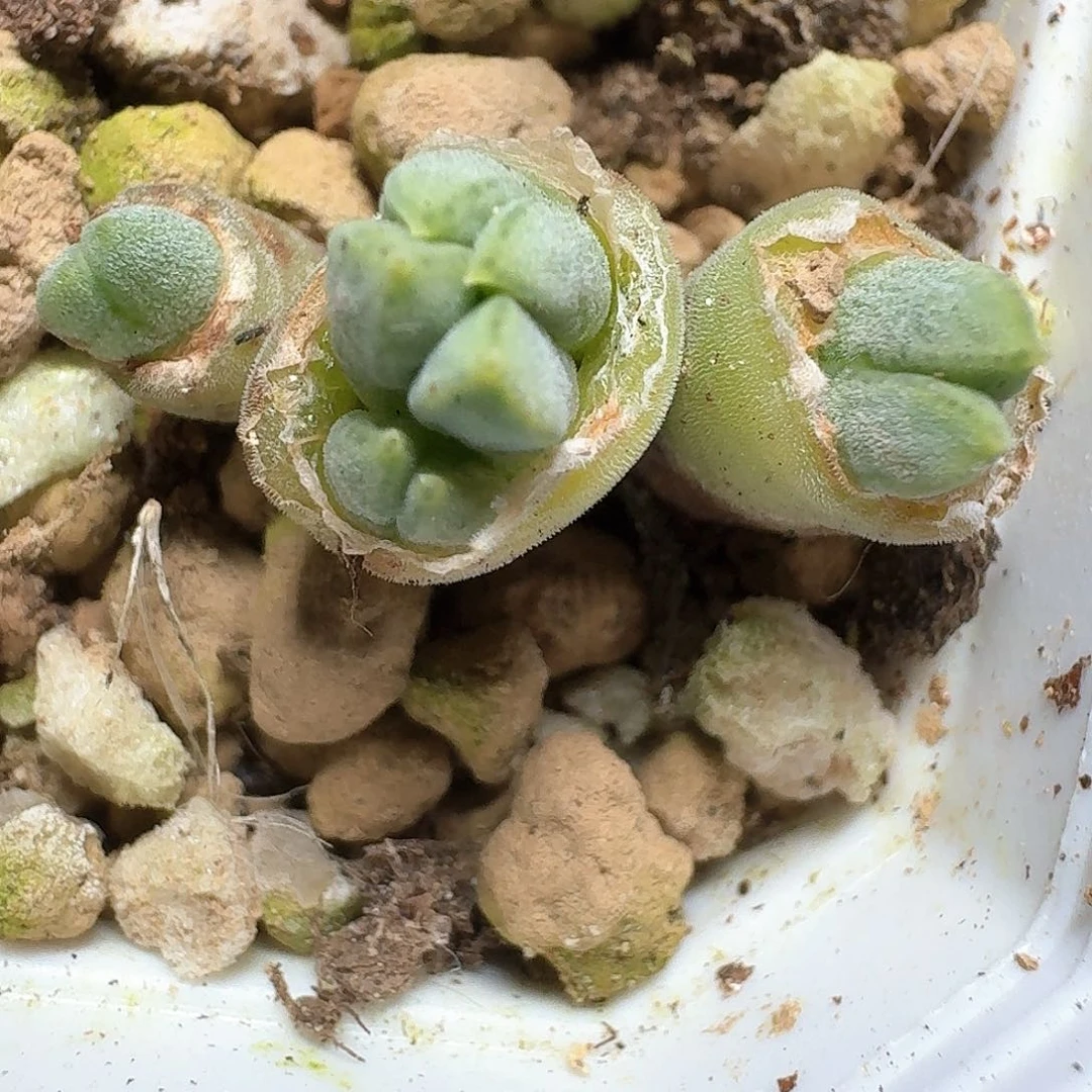 718盒一颗多肉植物哇