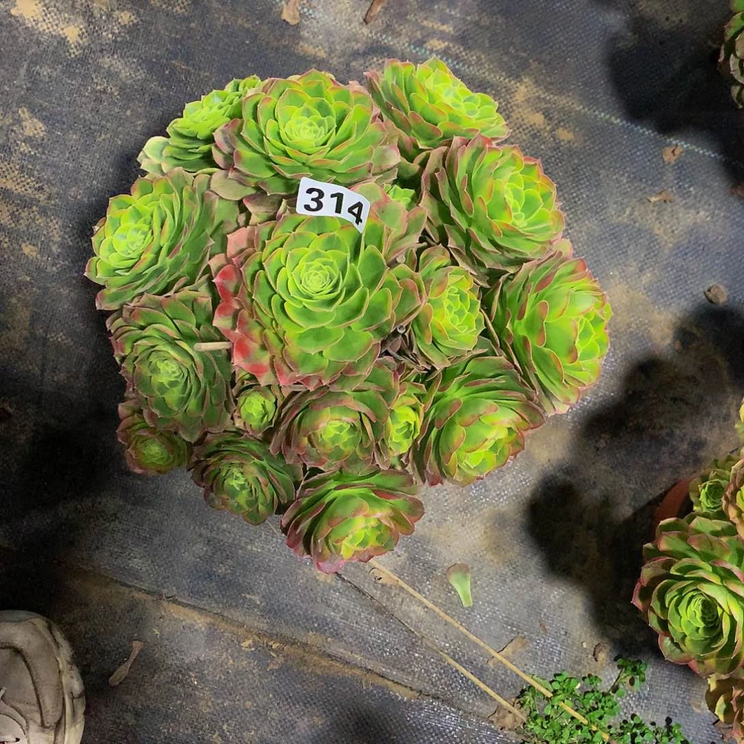 半**作多肉奶白314.000000