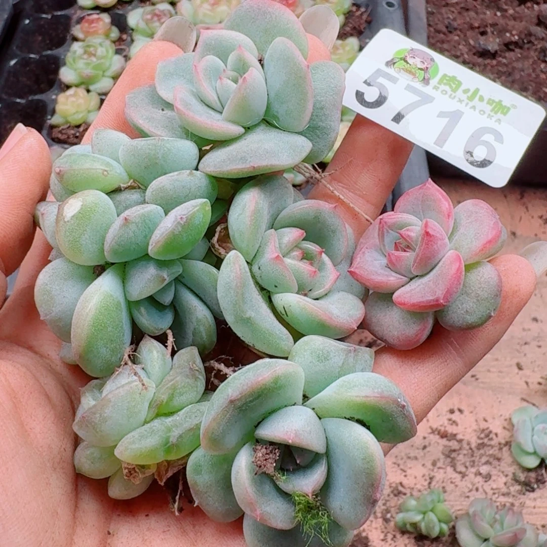 多肉植物多肉植物