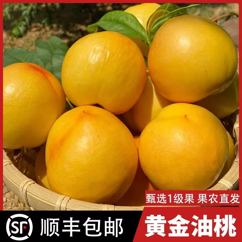 蒙阴蜜桃【顺丰包邮】黄金油桃头茬露天大果产地直发脆甜彩箱包装